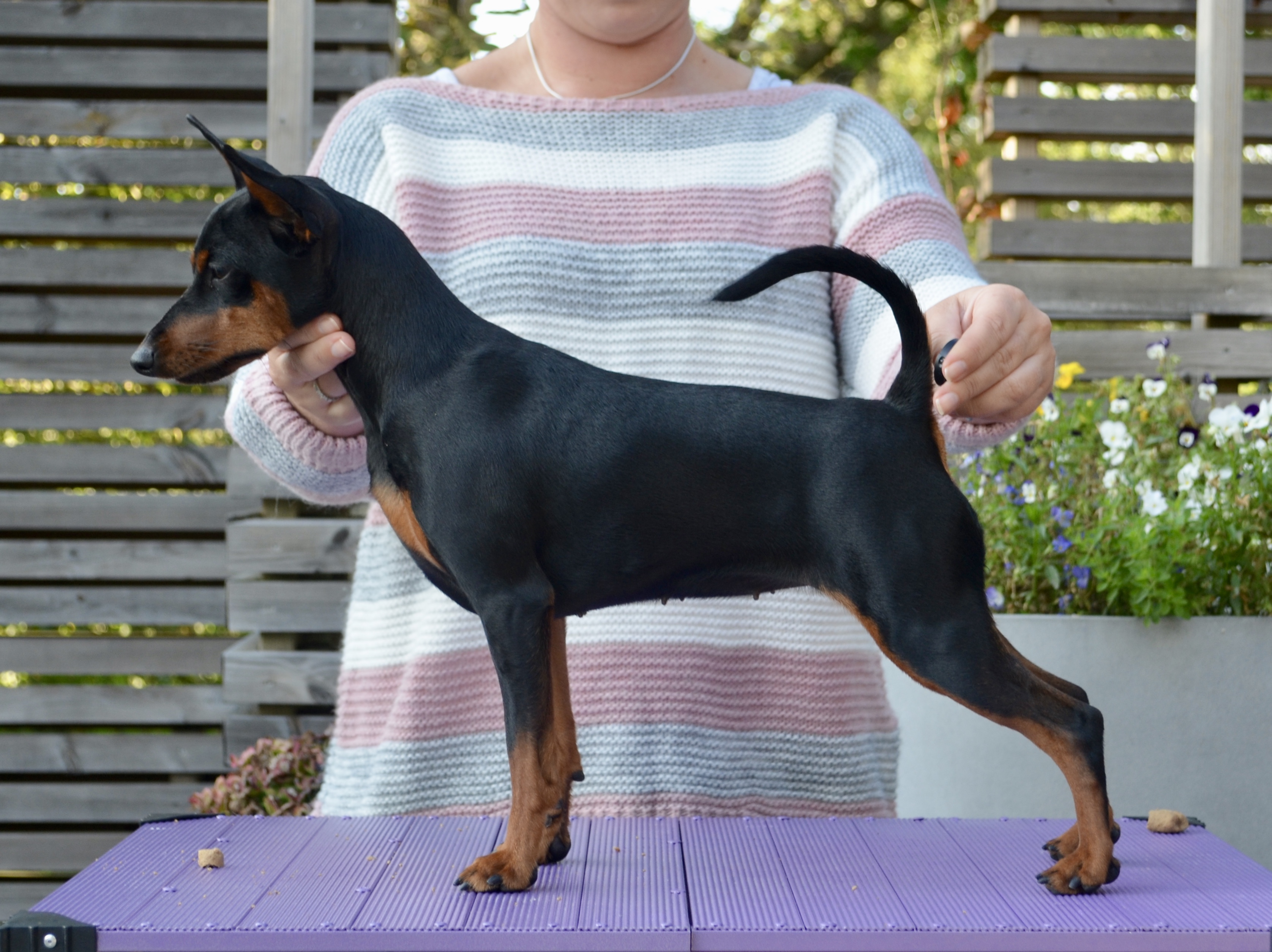 N DK CH LT JCH NJW-19 Lilium Empress Pina-Colada N DK CH LT JCH NJW-19 Lilium Empress Pina-Colada