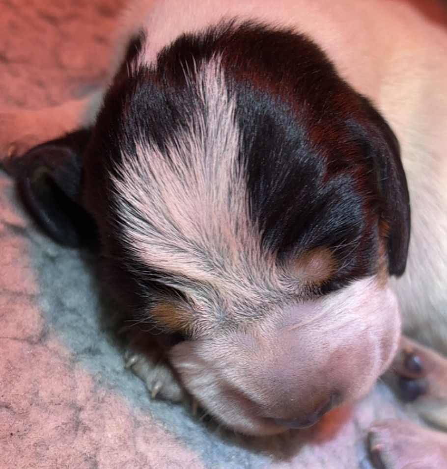 Hendrix av Heimlia Hendrix av Heimlia