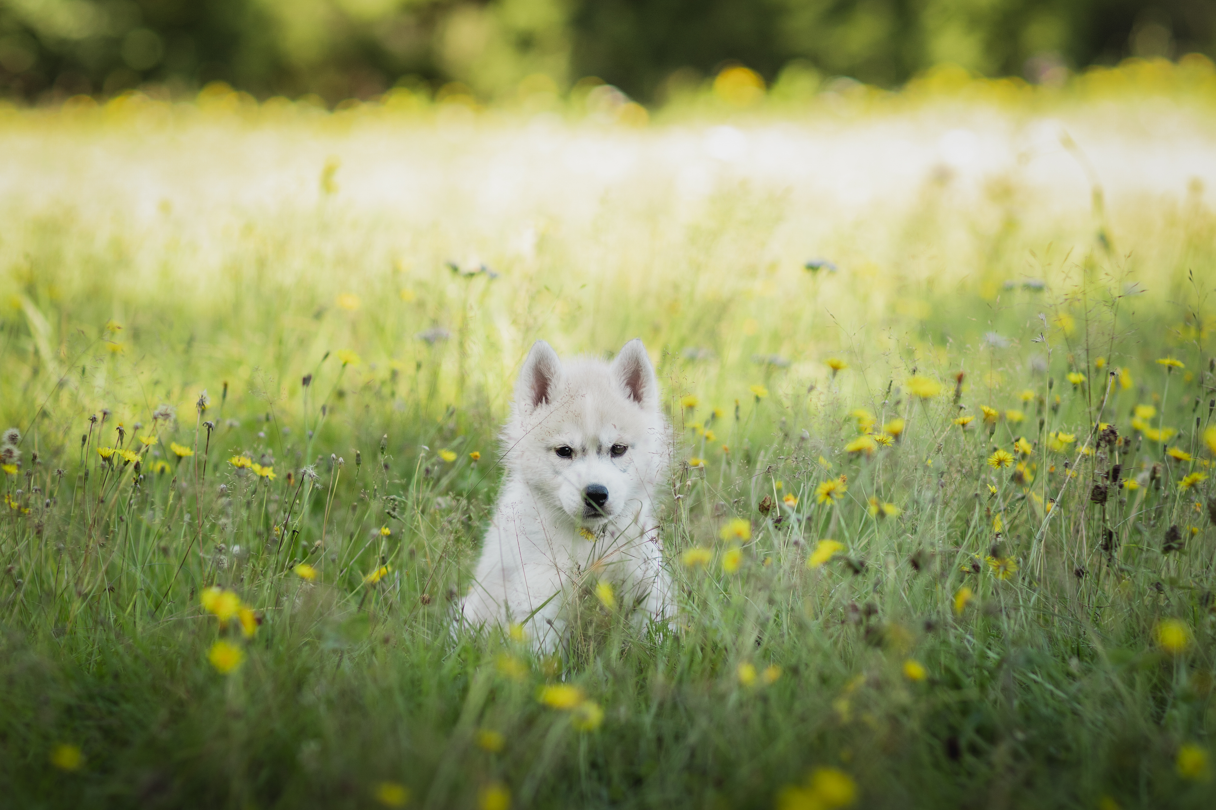 Bulbasaur (grønn) Bulbasaur (grønn)