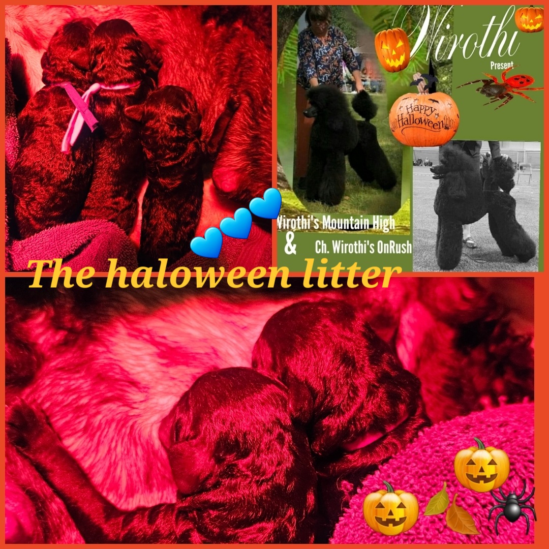 Halloween kull Halloween kull