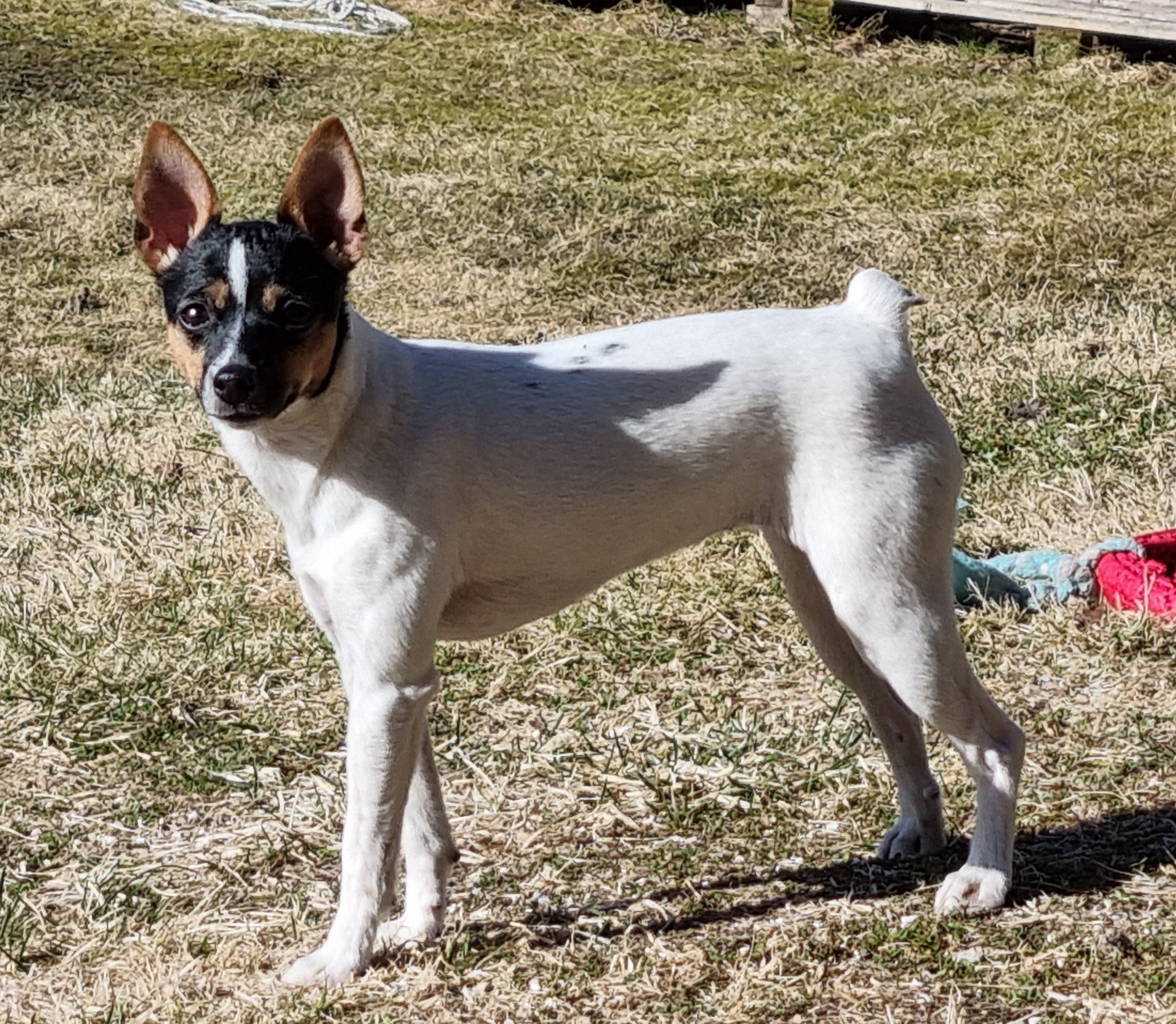 Rose Hunter's Black Gypsy 