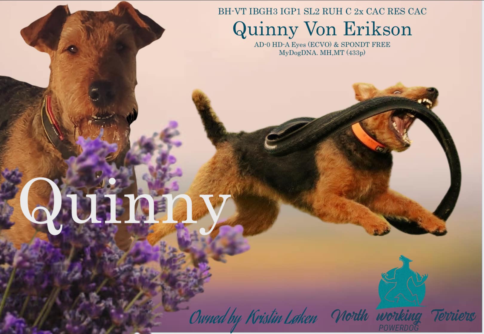 BH-VT IBGH3 IGP1 SL2 RuH C Quinny von Erikson BH-VT IBGH3 IGP1 SL2 RuH C Quinny von Erikson