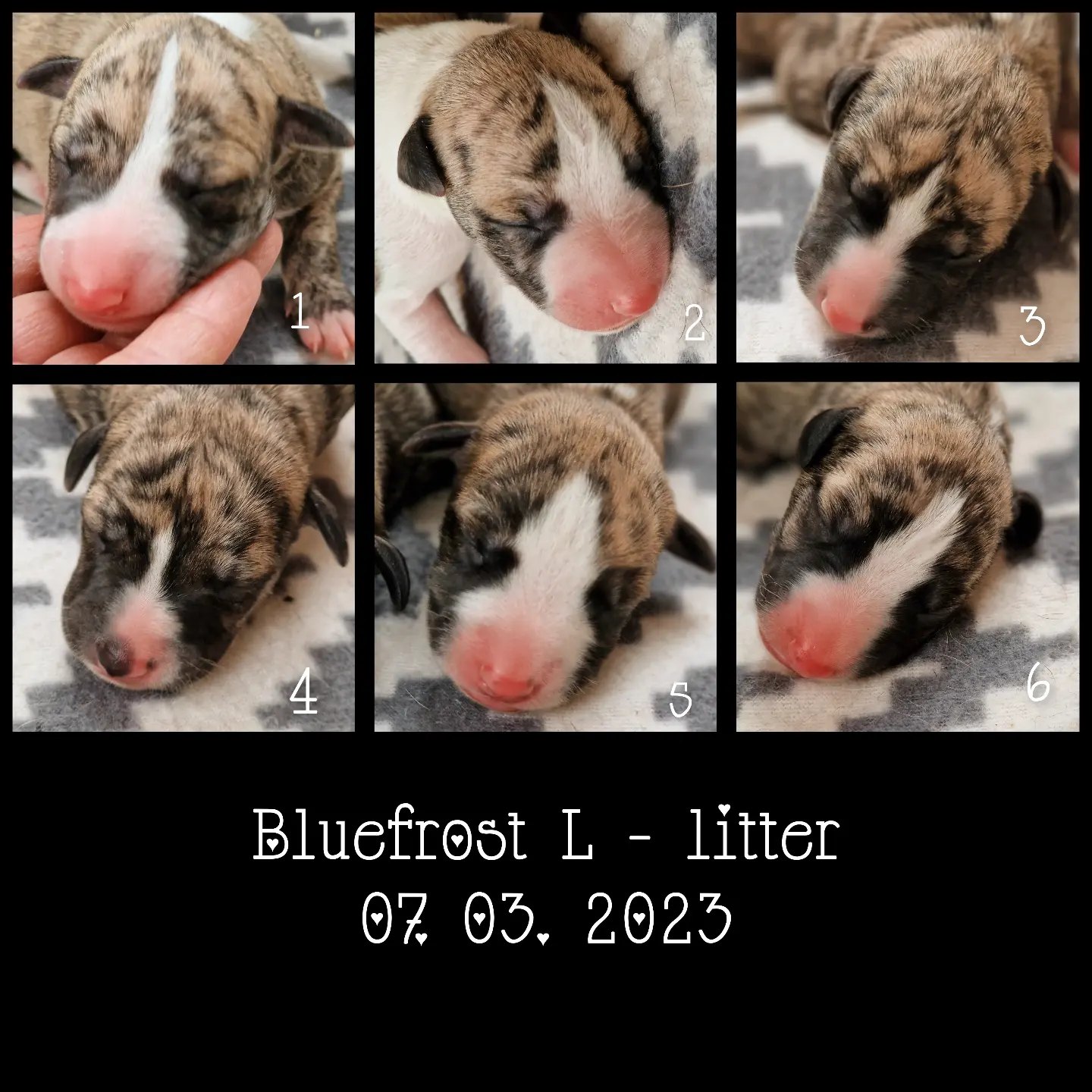 Bluefrost L-Kull Bluefrost L-Kull