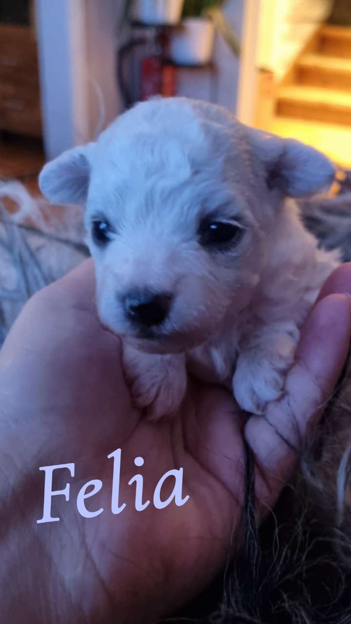 Karoxia Firework "Felia"