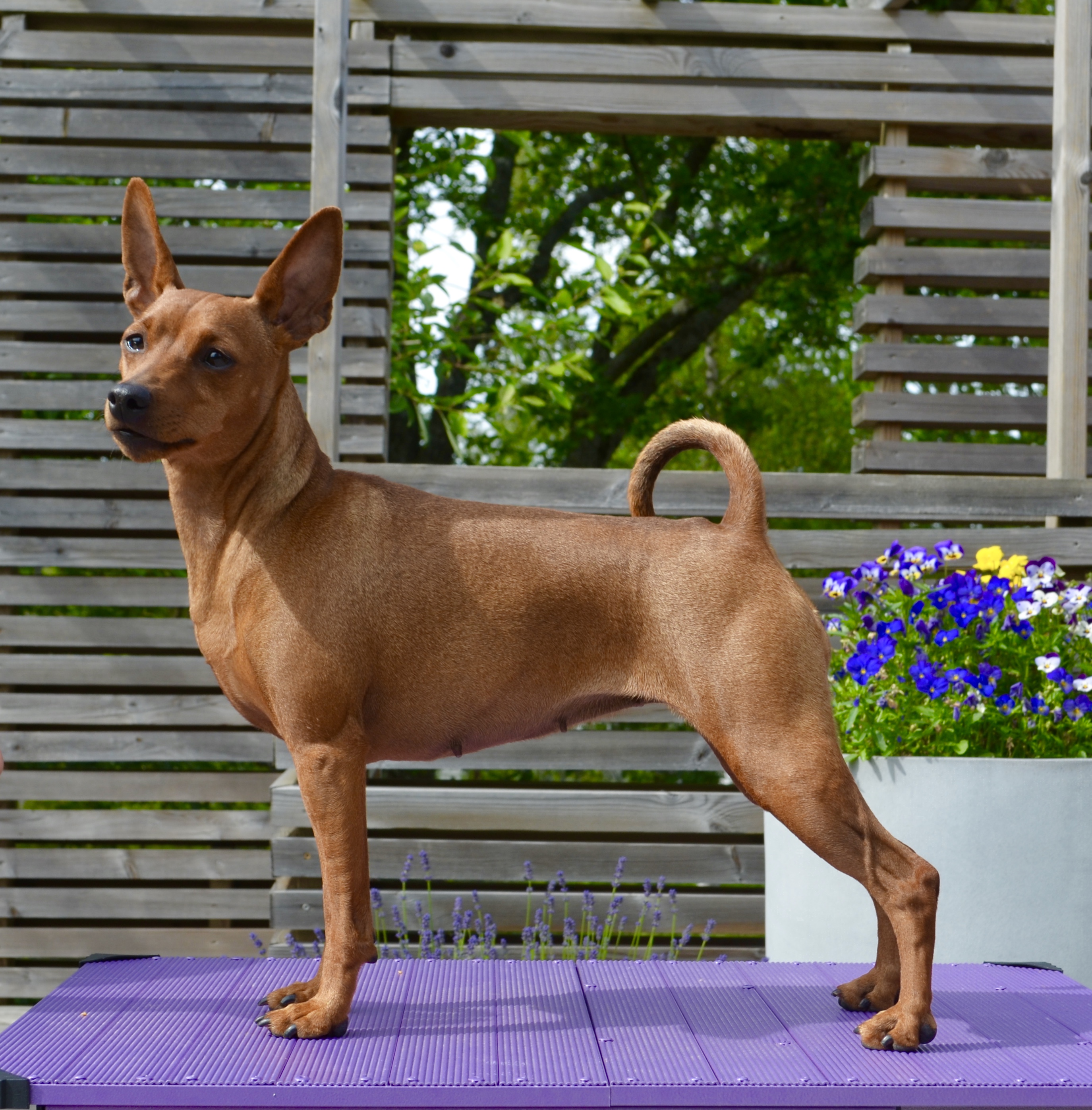 WW-18 CIB NORD NORDIC N SE DK LT CH CPHJW-16 NJW-16 CPHW-17 NW-17-18- 19 SEW-18 DKW-18 Chervona Kalyna From Golden Monarchy WW-18 CIB NORD NORDIC N SE DK LT CH CPHJW-16 NJW-16 CPHW-17 NW-17-18- 19 SEW-18 DKW-18 Chervona Kalyna From Golden Monarchy