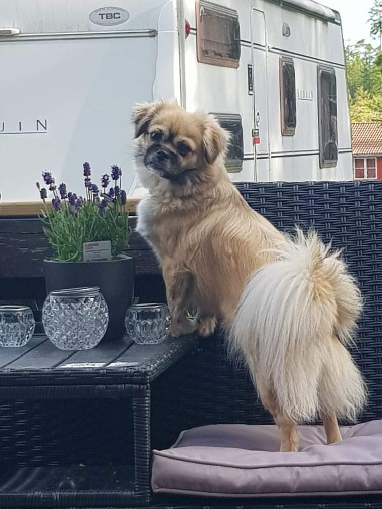 Veslegard's Hurray Millie Veslegard's Hurray Millie