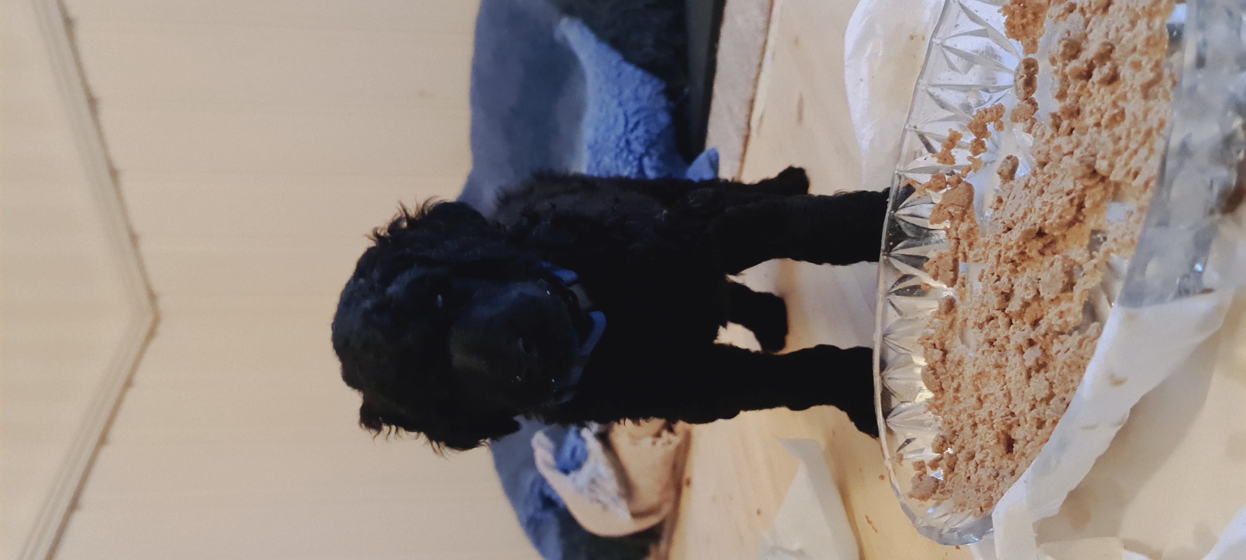 Krø'lella Vi'vil's Velour 