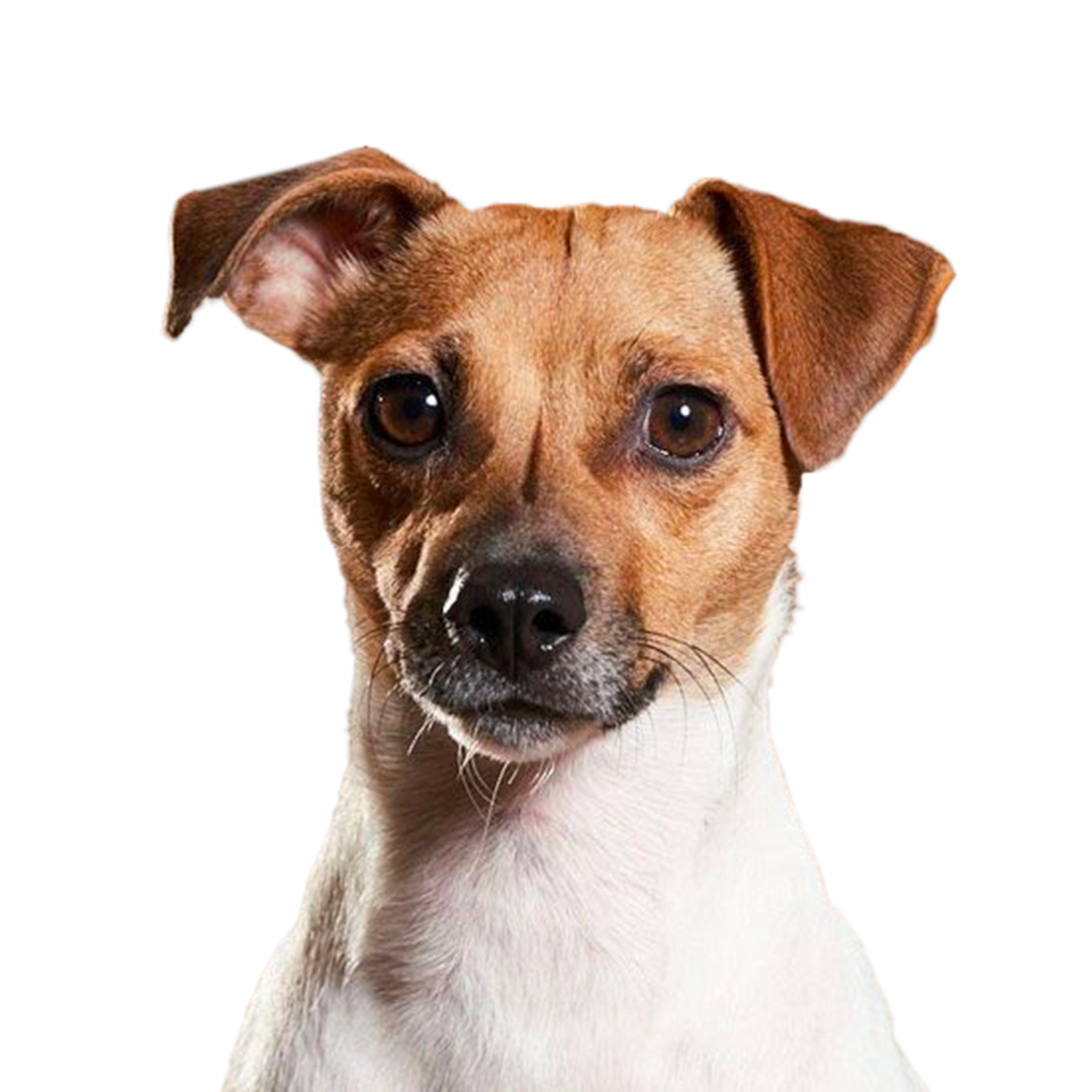 Dansk-svensk gårdshund