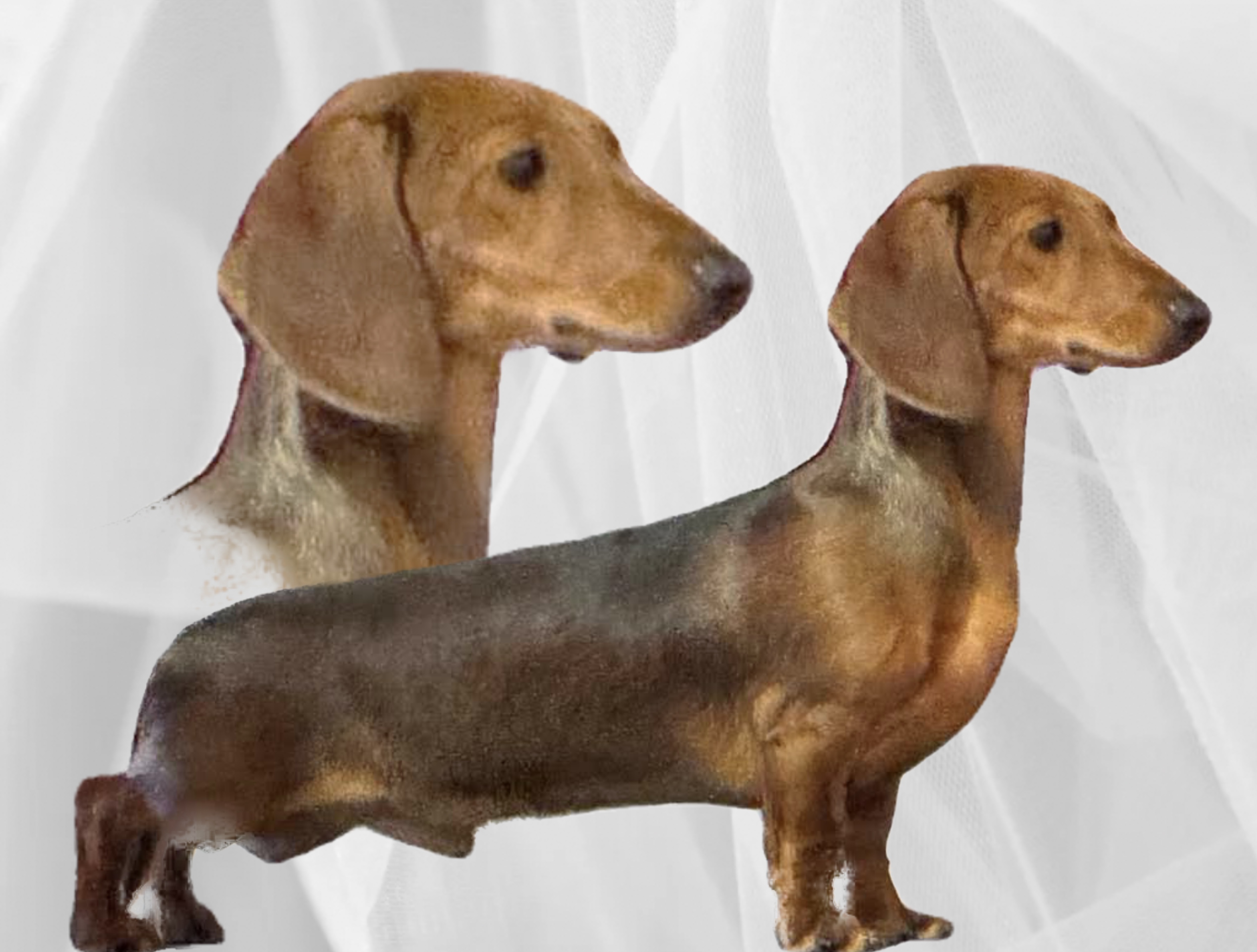 Lurvelegg’s Original Bandit Lurvelegg’s Original Bandit