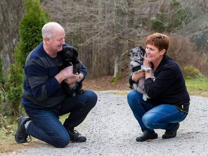 Kennel Petit Norvégien Kennel Petit Norvégien